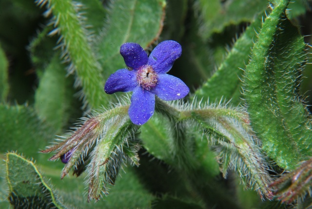 Anchusa azurea